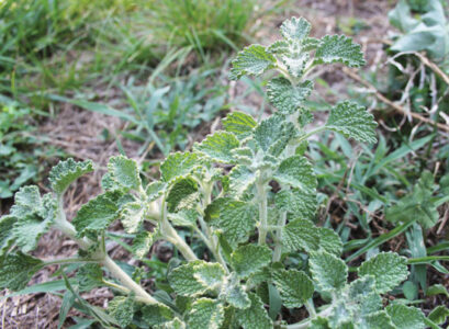 Homemade Horehound Cough Drops Image